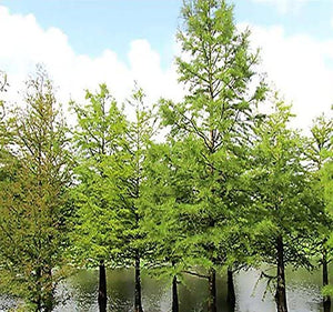 Taxodium distichum - Bald Cypress