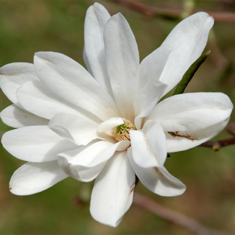 Magnolia 'Ballerina'