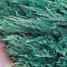 Load image into Gallery viewer, Juniperus horiz. &#39;Bar Harbor&#39;
