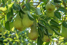 Load image into Gallery viewer, Pyrus &#39;Bartlett&#39; - Pear

