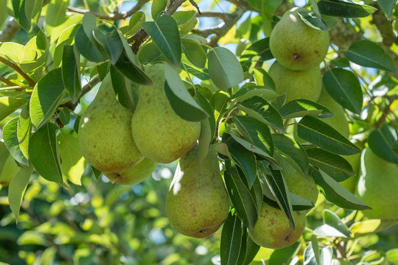 Pyrus 'Bartlett' - Pear