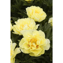 Load image into Gallery viewer, Paeonia 'Bartzella' - Itoh Peony
