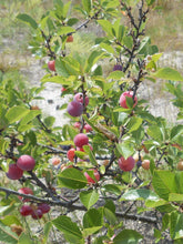 Load image into Gallery viewer, Prunus maritima - Beach Plum

