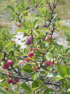 Prunus maritima - Beach Plum