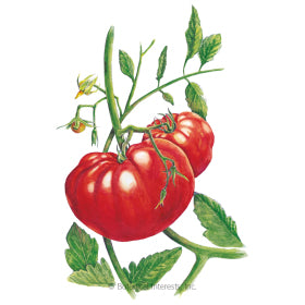 SEEDS: Tomato Pole - Beefsteak - Organic