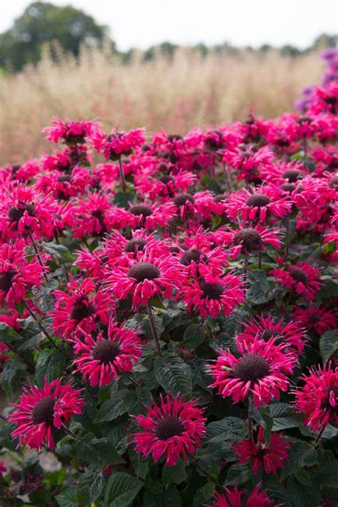 Monarda 'Bee Happy' - Beebalm