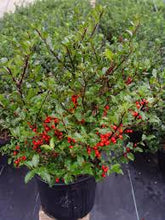Load image into Gallery viewer, Ilex X mes. 'Blue Princess'
