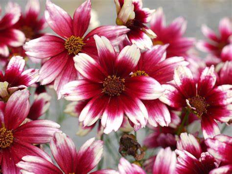 Coreopsis vert. 'Berry Chiffon'