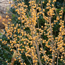 Load image into Gallery viewer, Ilex vert. &#39;Berry Heavy Gold&#39;
