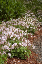 Load image into Gallery viewer, Geranium &#39;Biokovo&#39;
