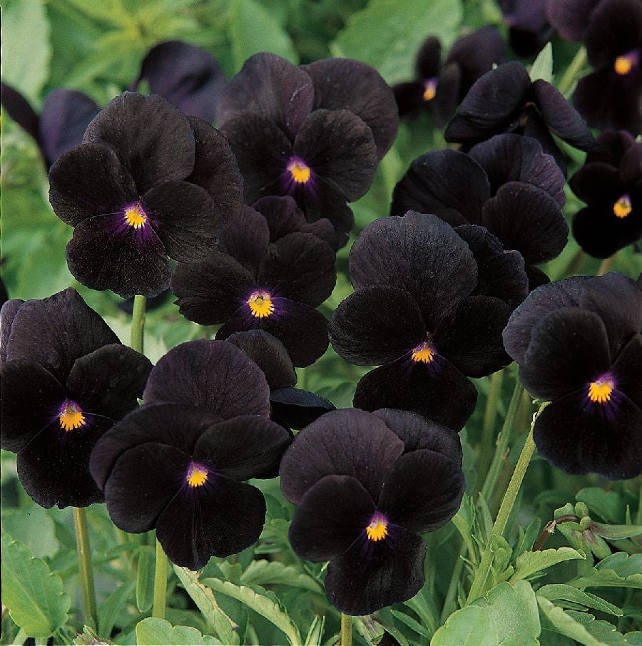 Viola ‘Black Delight’