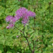 Load image into Gallery viewer, Thalictrum aquil. 'Black Stockings' - Meadow Rue
