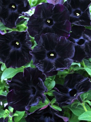 Petunia 'Black Velvet'