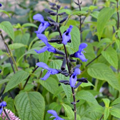 Salvia g. 'Black & Blue'