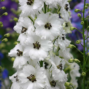 Delphinium ’Black Eyed Angels'