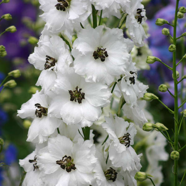 Delphinium ’Black Eyed Angels'