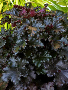 Heuchera 'Black Taffeta'