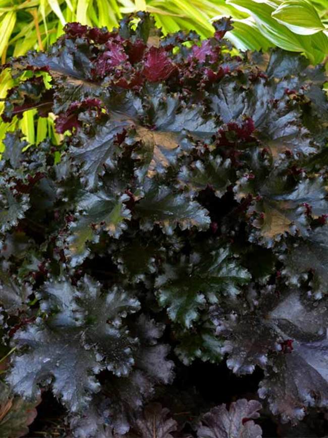 Heuchera 'Black Taffeta'