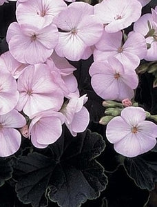 Geranium 'Black Velvet Appleblossom'
