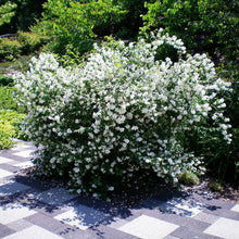 Load image into Gallery viewer, Philadelphus lewesii &#39;Blizzard&#39;
