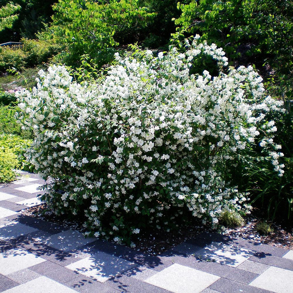 Philadelphus lewesii 'Blizzard'