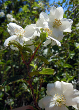 Load image into Gallery viewer, Philadelphus lewesii &#39;Blizzard&#39;
