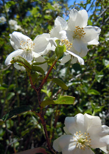 Philadelphus lewesii 'Blizzard'