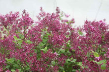 Load image into Gallery viewer, Syringa &#39;Bloomerang Dark Purple&#39; - Lilac Tree Form
