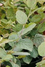 Load image into Gallery viewer, Fothergilla major &#39;Blue Shadow&#39;
