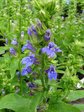 Load image into Gallery viewer, Lobelia siphilitica - Blue Cardinal Flower
