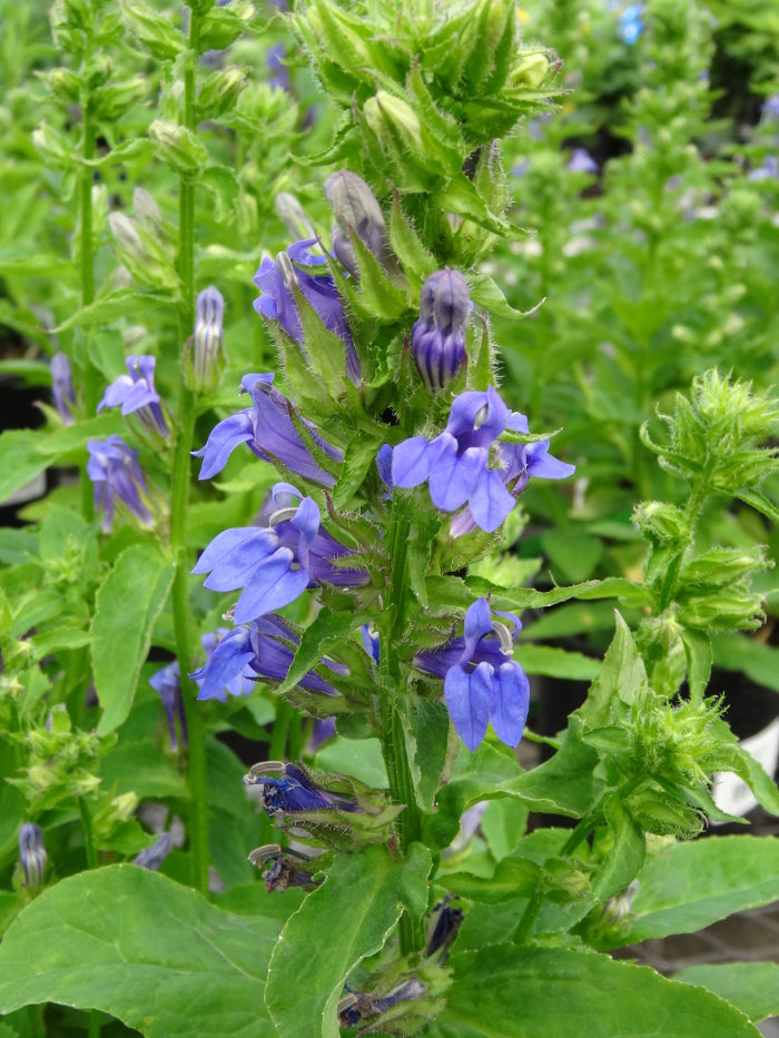 Lobelia siph. 'Blue Selection'