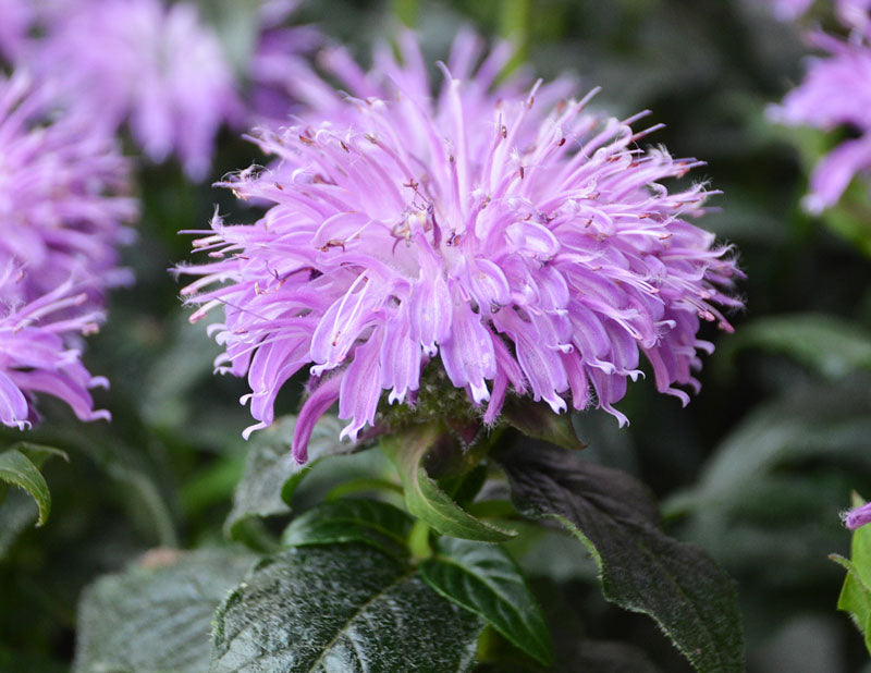 Monarda 'Blue Moon' - Beebalm