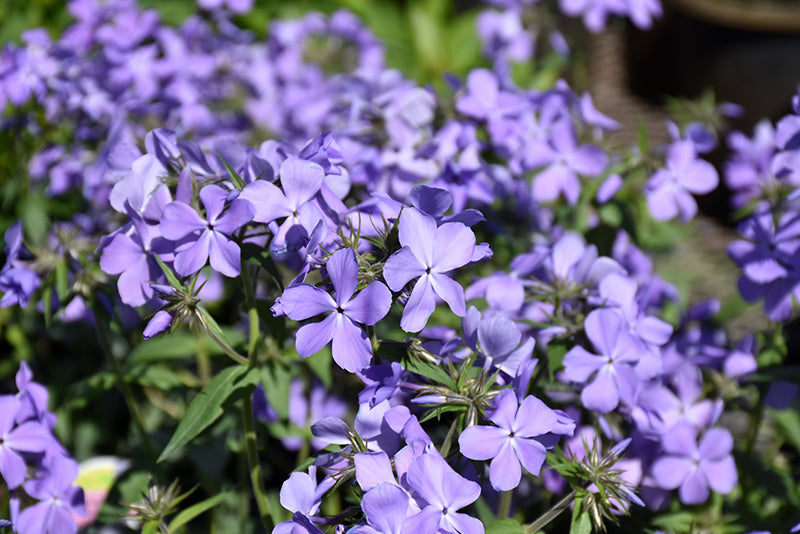 Phlox div. 'Blue Moon' - Woodland Phlox