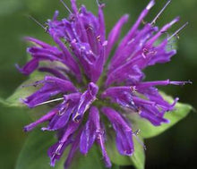 Load image into Gallery viewer, Monarda 'Blue Stocking'
