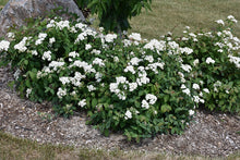 Load image into Gallery viewer, Spiraea &#39;Double Play Blue Kazoo&#39;
