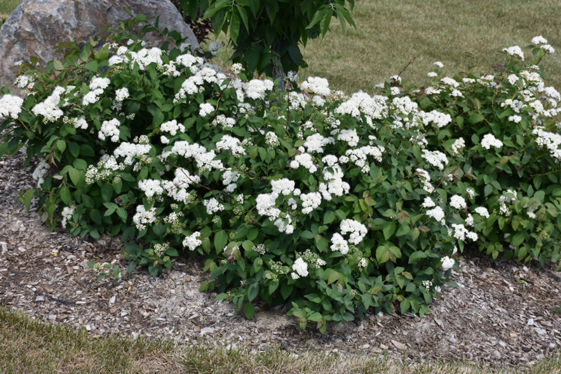 Spiraea 'Double Play Blue Kazoo'