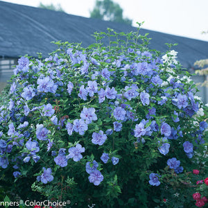 Hibiscus syr. 'Blue Chiffon' - Rose of Sharon