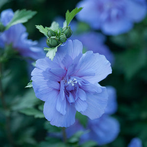 Hibiscus syr. 'Blue Chiffon' - Rose of Sharon