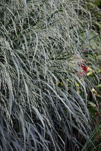 Load image into Gallery viewer, Panicum virg. &#39;Blue Fountain&#39; - Switchgrass
