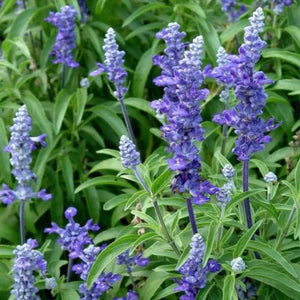Salvia f. 'Blue Bedder'