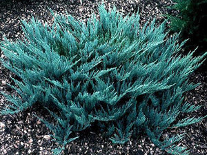 Juniperus 'Blue Chip'