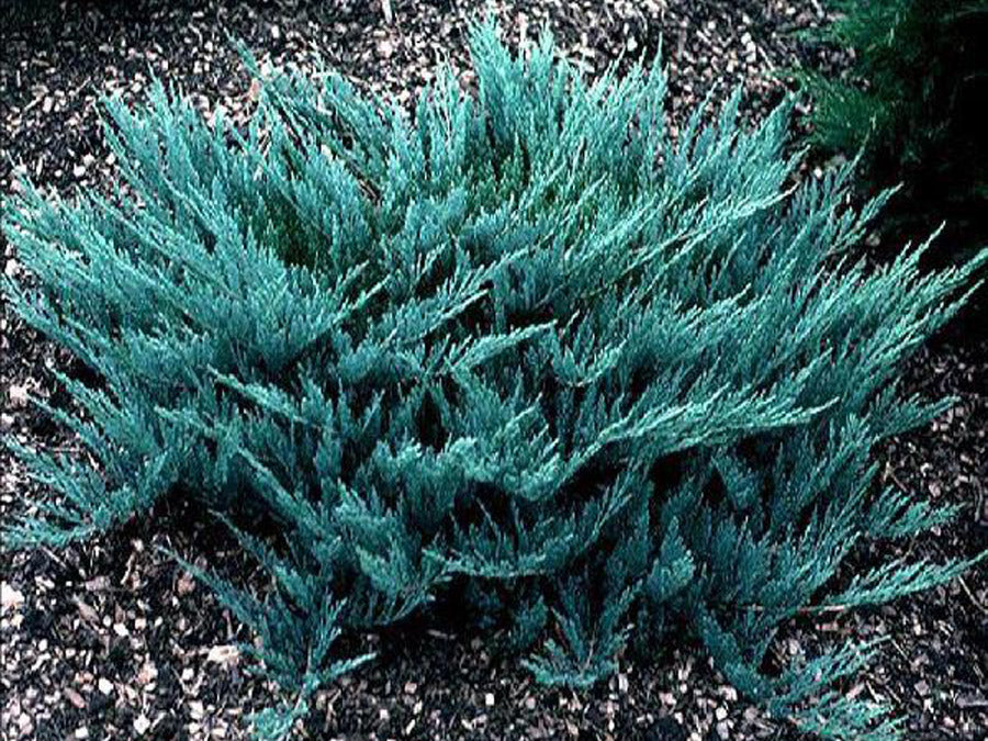 Juniperus 'Blue Chip'