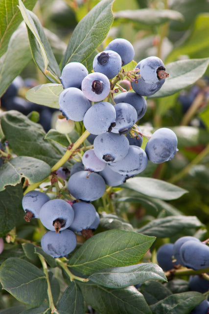 Vaccinium cor. 'Bluecrop' - Highbush Blueberry