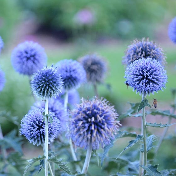 Echinops bann. 'Blue Glow' - Globethistle