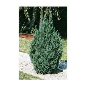Juniperus chin. 'Blue Point'