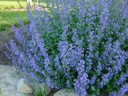 Nepeta 'Blue Wonder'