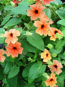 Thunbergia 'Sunny Susy Amber Stripes'