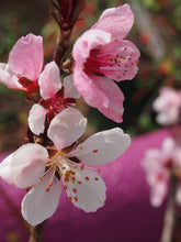 Load image into Gallery viewer, Prunus &#39;Bonfire&#39; - Ornamental Peach
