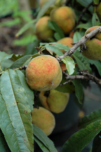 Prunus 'Bonfire' - Ornamental Peach