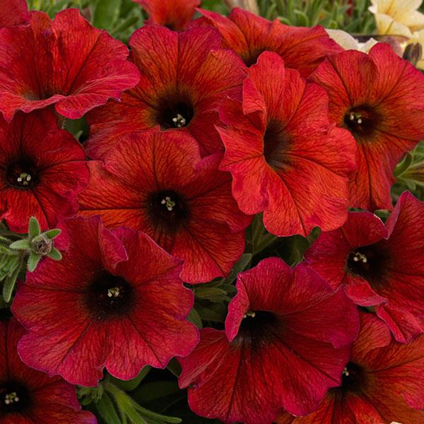 Petchoa 'SuperCal Bordeaux'